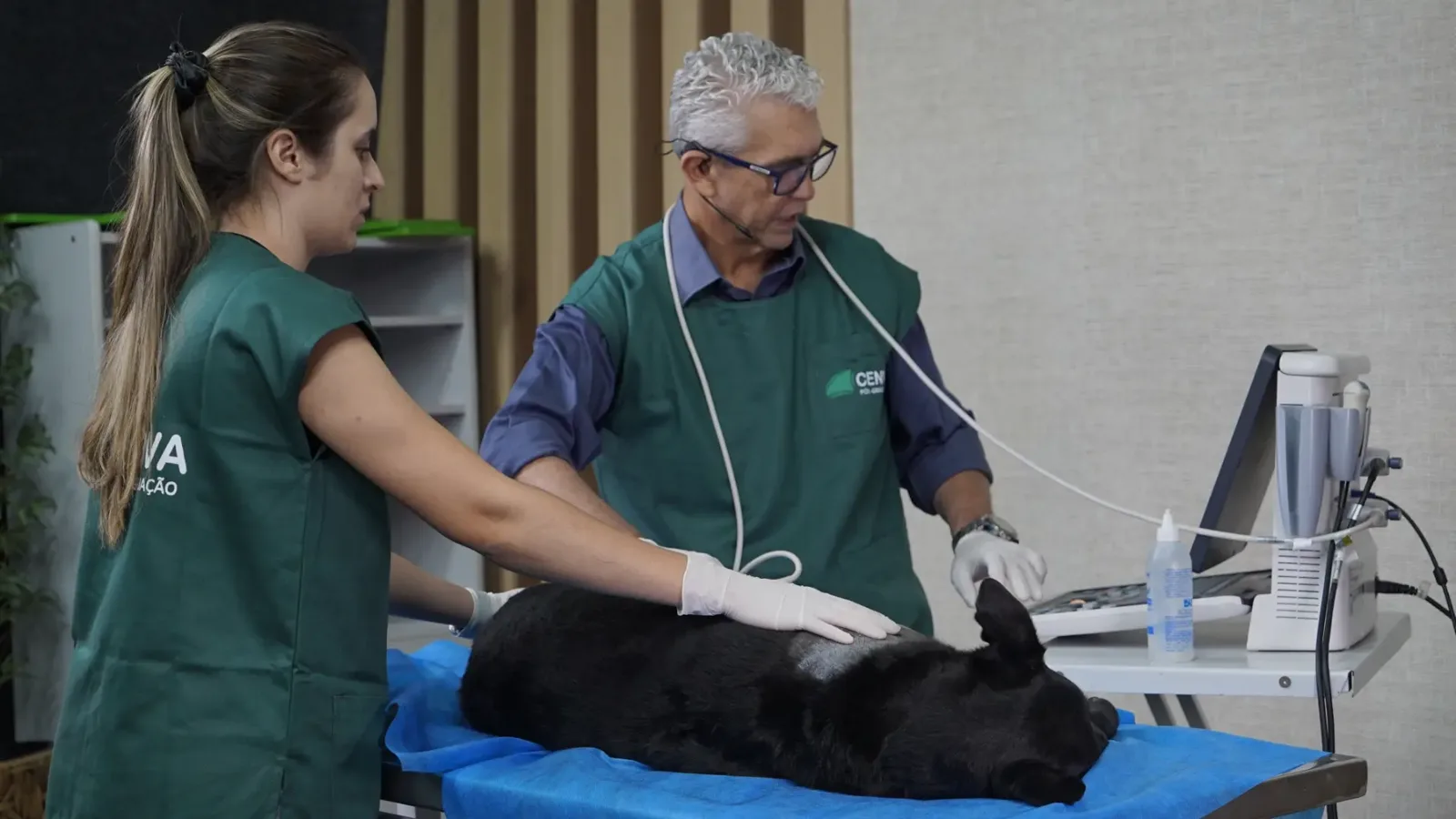 Professor e professora fazendo exame de ultrassom em um cão preto